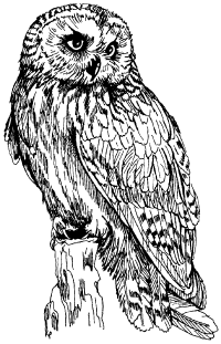 owltoo.gif (28750 bytes)