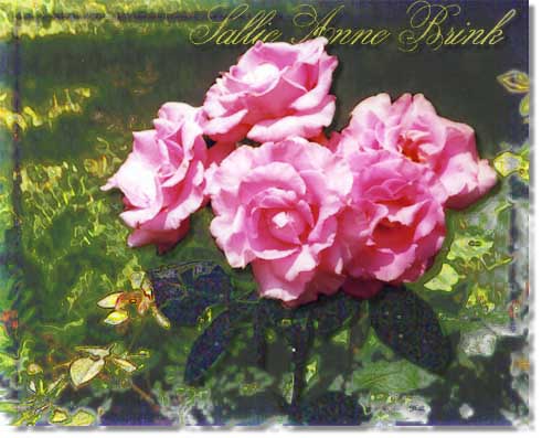 Sallie Anne Brink's Roses