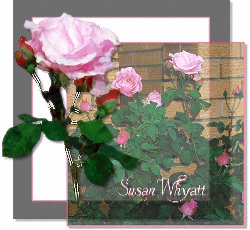 Susan Whyatt's Roses